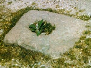 Die Fundamente von Kleindenkmälern nennt man „Tiegelsteine“ - hier ein komplettes Exemplar ohne Säule aus dem Odenwald.