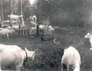 Die Stelle des späteren Alten Schulplatzfestes wurde vorher als Ziegenweide genutzt.